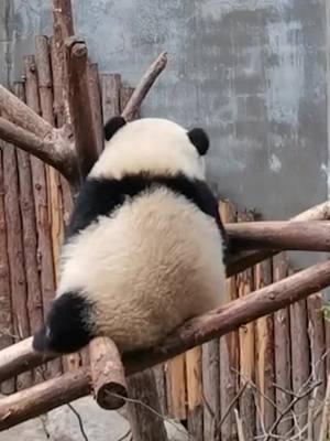 A post by @pandahomeeur on TikTok caption: take a beauty sleep