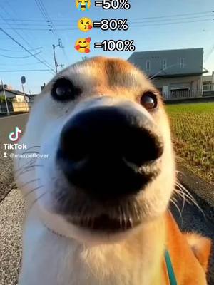 A post by @maxpetlover on TikTok caption: Will u?🥺#tiktok #PetsOfTikTok #cute  #dogsofttiktok #doglover #fypシ゚viral #maxpetlover #foru #pettok #asmr #doggy #petlover  #foryoupage #fyp   #puppiesoftiktok #puppy #maxpettoy