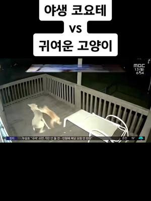 A post by @yeji030303 on TikTok caption: 코요테 vs 고양이 #추천 #뉴스 #동물 #추천간판 #추천추천추천