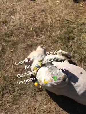 A post by @gastonrubio21 on TikTok caption: #losguricitosdogoarg #dogoargentino #galgobarbucho #galgo #cazaconperros #cazaconjauria #entrerios #perro