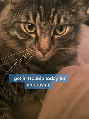 A post by @traciepetmomextrdinaire on TikTok caption: Sorry we have been gonr. Pippin is back and means business! ❤️🤣#fyp #AmazonMusicProudHeroes￼ #foryoupage #fypシ #fypシ #feature #funny #cat #badcat #cats #catsoftiktok