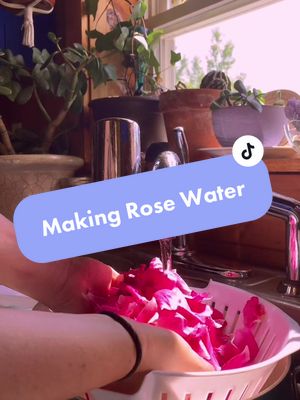 A post by @new.moon.yogi on TikTok caption: Come make rose water with me🌹 #rosewater #roses #witchtok #witch #rosetoner #DIY #cottagecore  #fullmoonwater