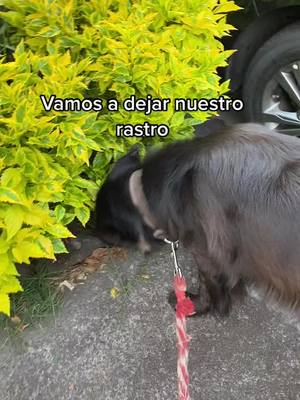 A post by @pablosemilio on TikTok caption: #dog #perro #dogsoftiktok #dogs #doglovers #perros #perrostiktokers #fy #foryoupage #foryou #pet #pets #petlover #PetsOfTikTok #Mexico @pablosemilio