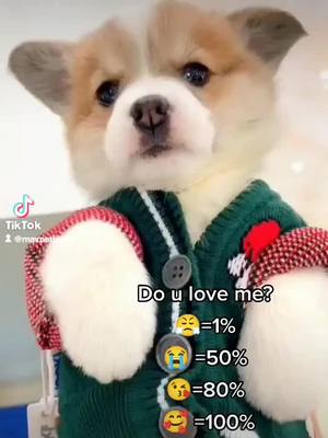 A post by @maxpetlover on TikTok caption: Will u?🥺#tiktok #PetsOfTikTok #pet  #dogsofttiktok #doglover #fypシ゚viral #maxpetlover #foru #pettok #asmr #doggy #petlover  #foryoupage #fyp   #puppiesoftiktok #puppy #maxpettoy