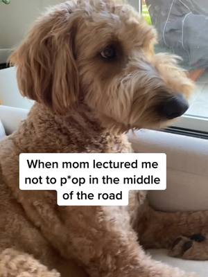 A post by @goldendoodlebenny on TikTok caption: I just give up 🤯 #goldendoodle #doodletok #dogmom #puppiesoftijtok #funnydogvideos #dogsoftiktok #hilariousdogs #PetsOfTikTok #pettok