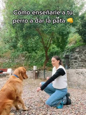 A post by @manemaulen on TikTok caption: Cómo enseñarle a tu perro a dar la pata !! #MACx1000 #pet #perro #dog #dogsontiktok #mascotas