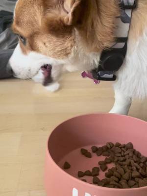 A post by @yunabutts1 on TikTok caption: Corgi Kibble Mukbang . #corgi #corgipuppy #dog