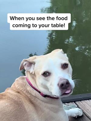 A post by @kenzievancewilliams on TikTok caption: The face you makw when you see your food coming to the table! #yummy #dog #lucy #food #hungry #yummyfood #lake #fishing