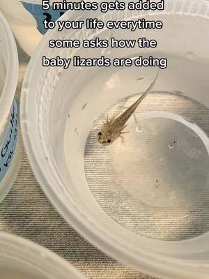 A post by @101axolotls on TikTok caption: they're axolotls! not lizards 😅 #axolotls #axolotlbabies #axolotlsoftiktok #axolotlbesties #babypets #PetsOfTikTok #pets #amphibians #liveforever