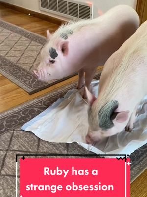 A post by @poshlittleoinklets on TikTok caption: I have no idea why my pig is obsessed with trash bags. #minipig #animalsoftiktok #weirdpets