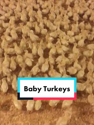 A post by @westcatlady on TikTok caption: Ever wonder what 10k baby turkeys look like? (Sorry for the jerky quality 🙈) #farmerlife #gobblers #knowwhereyourfoodcomesfrom