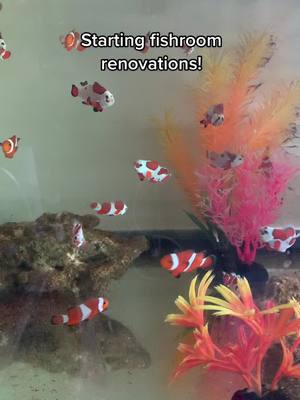 A post by @corpusse on TikTok caption: Daunting big project. I would like to document it nicely but realistically quick TikTok’s are easier to do. #fishroom #reef #reeftank #aquarium #fishtok #clownfishbreeding