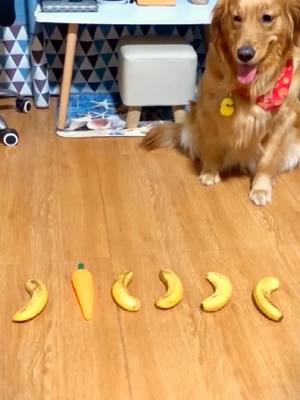 A post by @jerryspetparadise on TikTok caption: Carrots 🥕 or Bananas😂#Dog #goldenretrievers #cute #pets