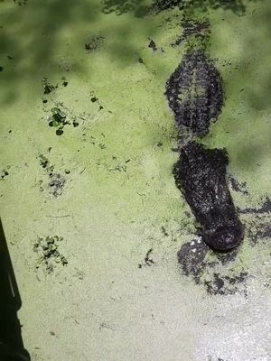 A post by @tammym59 on TikTok caption: Feeding an alligator at #alligatoralley #Alabama #alligators #swamp