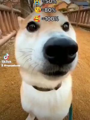 A post by @maxpetlover on TikTok caption: Will u?🥺#foru #fypシ゚viral #foryoupage #dogsofttiktok #puppiesoftiktok #puppy  #doglover #pettok #doggy #petlover #1  #cutenose #maxpetlover #maxpettoy