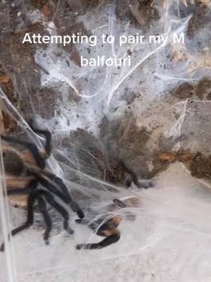 A post by @arachnid.archives on TikTok caption: failed pairing #tarantula #spider #exoticpets #foryoupage