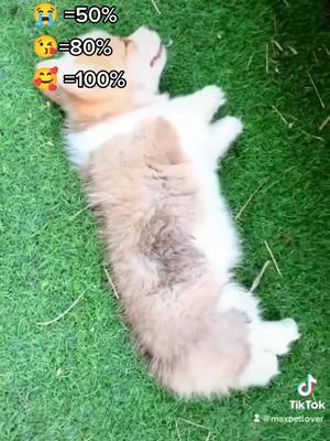 A post by @maxpetlover on TikTok caption: Will u?🥺#tiktok #PetsOfTikTok #cute #dogsofttiktok #doglover #fypシ゚viral #maxpetlover #foru #pettok #asmr #doggy #petlover  #foryoupage #fyp  #puppiesoftiktok #puppy #maxpettoy