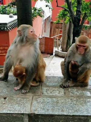 A post by @monkey19860317 on TikTok caption: #monkey #fouryou ##animals #fouryo #fyp