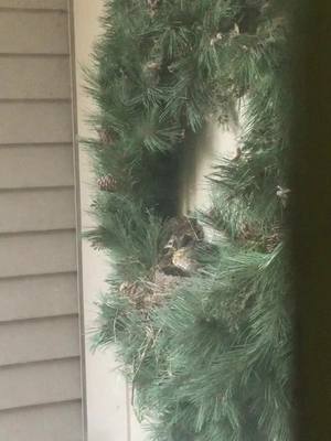 A post by @nokijoy on TikTok caption: #Robins #NestWatch #BabyBirds #Fledgling #Fledging #Nature #ByeByeBirdie