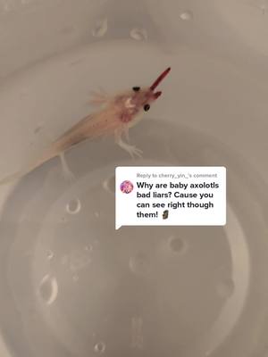 A post by @101axolotls on TikTok caption: Reply to @cherry_yin_ you really can see right through them 🤯 #axolotl #axolotlbabies #axolotlsoftiktok #axolotlbesties #babypets #PetsOfTikTok #pets #transparent #feeding #feedingtime #bloodworm #grow #growupwithme