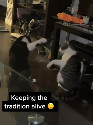 A post by @aileenserrano on TikTok caption: Its been a year since my video went viral, thought I’d give y’all an update 😌 #catsoftiktok #catlover #cutecatvideos #viralvideo