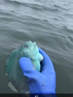 A post by @morganwood74 on TikTok caption: #maine #lumpfish #slurpfish