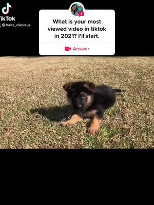 A post by @hans_nikolaus on TikTok caption: #answer to @Subani Moktan  Over 8 million so far. Thank you to everyone that liked and/or commented on the original! ❤️🐾❤️ #germanshepherd #gsd #dogsoftiktok #PetsOfTikTok #furbaby #foryou #fyp #viral #trend #mostviewed #animals #dogs #dog