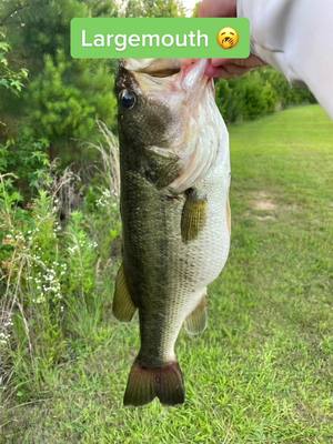 A post by @carterisfishing on TikTok caption: #greenscreen Ignore my face half the time #carterweaver #fish#largemouth#bass#toads#giants #fishing