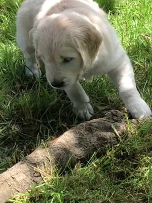 A post by @vickipatrick0208 on TikTok caption: 6 weeks old now!  #cute #puppy #goldenretriever #fyp #dogsoftiktok