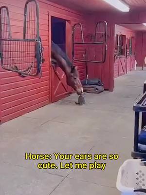 A post by @xiaofeiqin21 on TikTok caption: #foryou #pets #animals #equine #horse #horses #pony #funny #tiktok #foryoupage #fyp