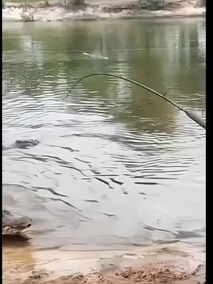 A post by @globalseafishing on TikTok caption: Challenge crocodile fishing today #lure #fishing #lures #lurefishing #fishtok #fishingtiktoks #fishingrod #crocodile