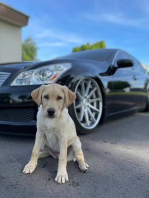 A post by @manny___24 on TikTok caption: #G37 #airliftperformance #370z#puppy