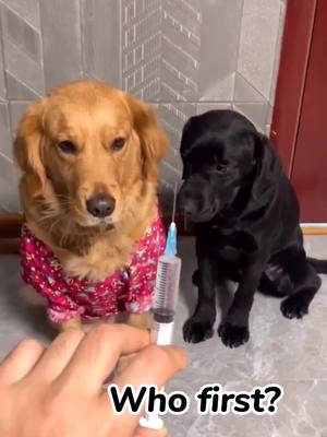 A post by @jerryspetparadise on TikTok caption: Who first?#Dog #goldenretrievers #cute #pets