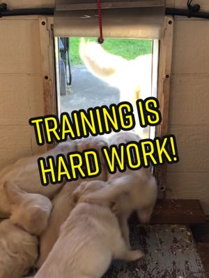 A post by @vickipatrick0208 on TikTok caption: Dog door training with mom!  #cute #puppy #goldenretriever #fyp #dogsoftiktok #LearnOnTikTok