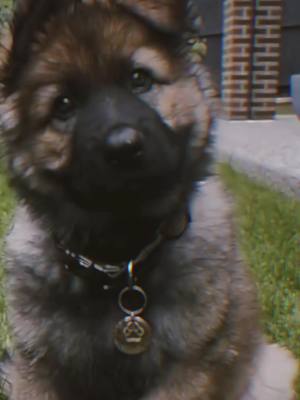 A post by @killer.dog_xx.edit on TikTok caption: German Shepherd training edit#dogedit #dogs #edit #viral #fyp #￼￼