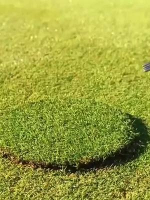 A post by @golferkingdom on TikTok caption: Share with someone who likes holes of all kinds 👇 #golf #golftok #foryou #fyp #golfer Via: @crankmind