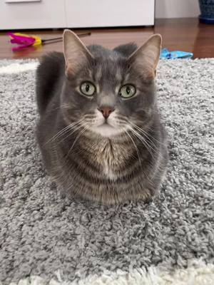 A post by @jieyang65 on TikTok caption: Archie’s Loaf Evaluation #makearchiefamous #catsoftiktok #fyp #foryou