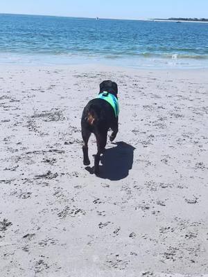 A post by @goliaththerottweiler on TikTok caption: Happiest place on earth🐋🌊☀️ #dogbeach #rottweiler #rottweilersoftiktok #rottie #rotterdam #rott #fyp #fypシ #dogmodel #fypシ゚viral