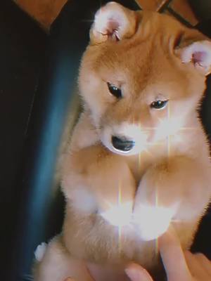 A post by @killer.dog_xx.edit on TikTok caption: #dogedit #dogs #edit #viral #fyp #editdogs dogsedit#queen