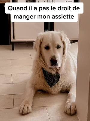 A post by @goldenretrieverfr on TikTok caption: #goldenretriever #dog #chien #dogsoftiktok