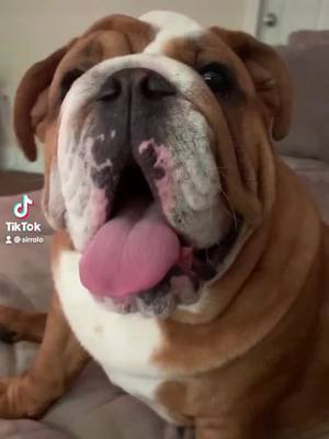 A post by @sirrolo on TikTok caption: #fyp #summer2022 #bulldog #throwback #foryoupage