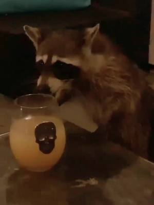 A post by @hiimcarolyn on TikTok caption: #Throwback to almost a year ago when we decided it was a good jdea to night swim at our housewarming & met a #friend 😂 they really said “blep” 👅 #raccoon #raccoonsoftiktok #babyanimals #cute #cutebaby #sweet #funny #wildlife