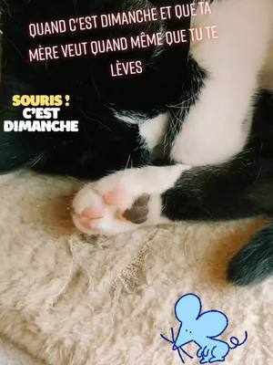 A post by @mininestea on TikTok caption: #chat #dimanche #maman #embeter #dormir #tranquille #patte #noiretblanc