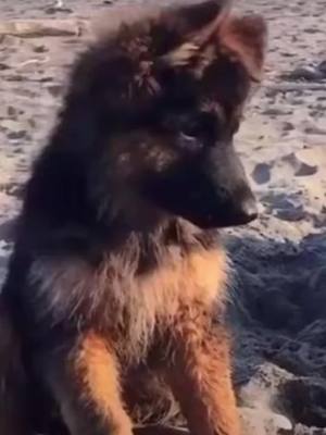 A post by @killer.dog_xx.edit on TikTok caption: German Shepherd edit#dogedit #dogs #viral #editdogs #German Shepherddogs￼