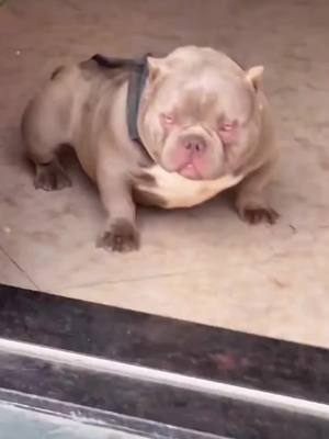 A post by @breeder59 on TikTok caption: #bullydog #dog