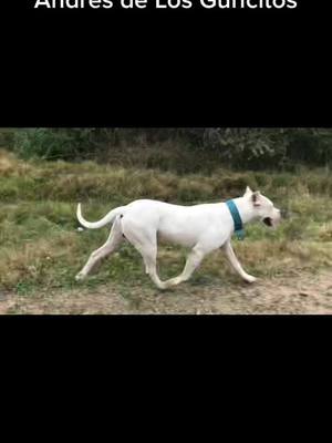 A post by @gastonrubio21 on TikTok caption: #losguricitosdogoarg #dogoargentino #dog #cazaconperros #cazaconjauria #entrerios #huntingtiktok #caza #perro