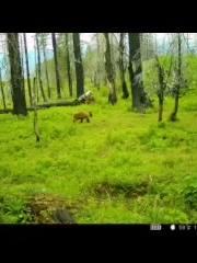 A post by @idahoelkhunter79 on TikTok caption: #idahohunting #bearhunting #trailcam