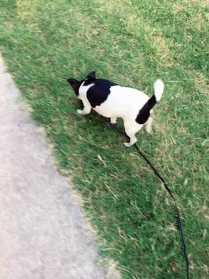 A post by @k33sa78 on TikTok caption: Olivias bightly walk, walking momma#walkthatwalk #dogsoftiktok #summernights#fun#fyp#livinglifetothefullest #Love