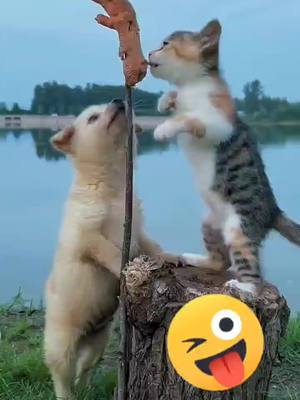 A post by @cutepets099 on TikTok caption: #foryou #fyp #funnyvideos #animals #funny #puppy