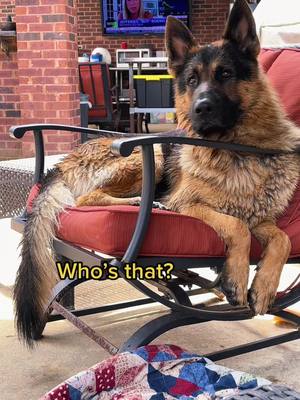 A post by @hans_nikolaus on TikTok caption: Typical old man just sittin’ in his chair… #germanshepherd #dogsoftiktok #PetsOfTikTok #dogs #animals #furbaby #bestfriend